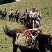 Horseback Riding in Arkansas Valley & Summit Co. - Ride in the stunning Arkansas River Valley which is bordered by some of the highest peaks in Co. Trips in Eagles Nest, Ptarmigan Wilderness & Gore Range, too.