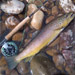 Eagle River Anglers - Fly Shop and Guide Service for the Eagle River and other Colorado gems. Family run with over 18 years experience. You can