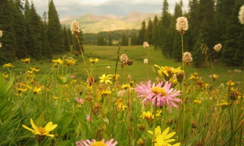 Vail Pass Colorado Wildflowers