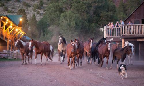 Horse Run through Black Mountain Ranch in Vail Colorado