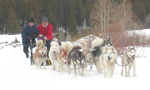 Vail Dog Sledding