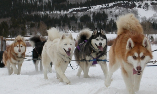 Dog Sledding Vail Colorado
