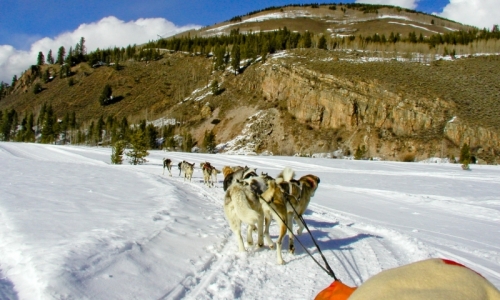 camp hale dog sledding