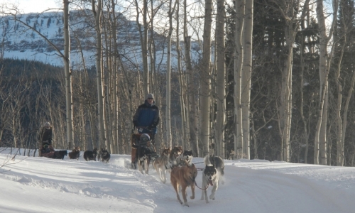Dog Sledding Vail