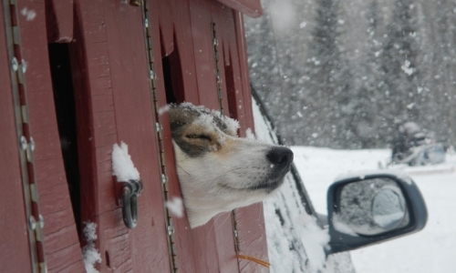 Vail Colorado Dog Sled