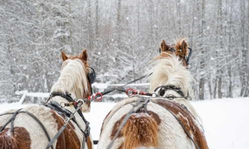 Vail Colorado Sleigh Rides