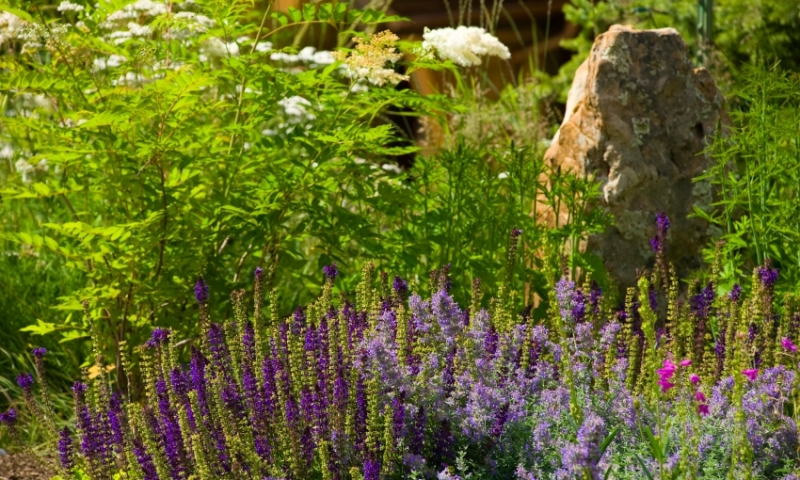 Wildflowers in Betty Fork Alpine Gardens