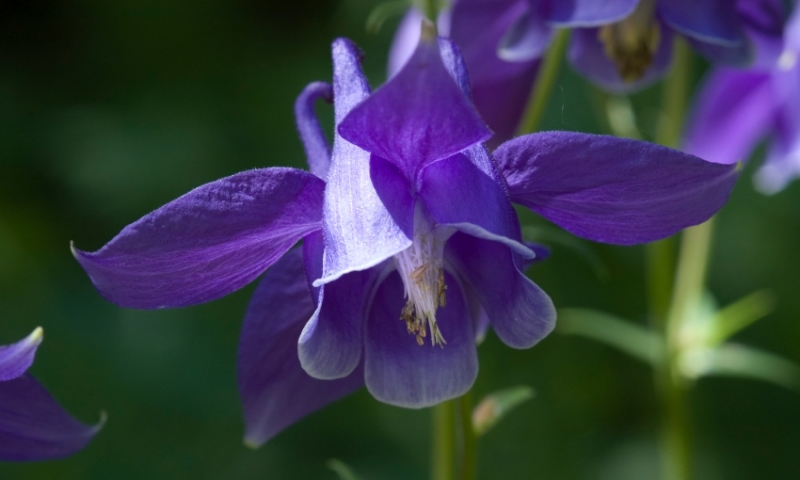 Purple Columbine in Betty Ford Alpine Gardens