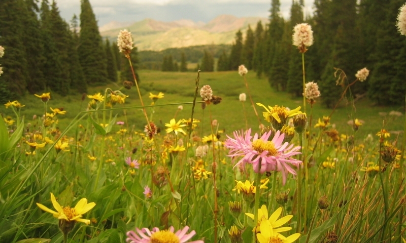 Vail Pass Colorado Wildflowers