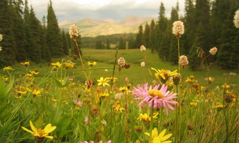 Vail Pass Colorado Wildflowers