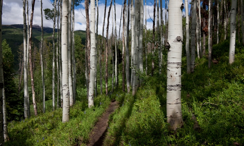 Hiking Trail in Vail