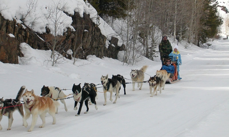 Dog Sledding in Vail Colorado