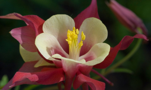 Betty Ford Alpine Gardens